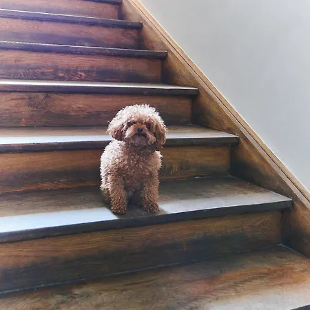 酒店 Schwanthaler Hof *